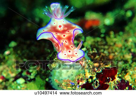 , deep, creature, water, ocean, underwater lives, animal View Large Photo Image Picture - , deep, creature, water, ocean, underwater lives, animal. Fotosearch