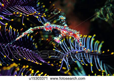 Stock Image - deep, lives, fish, stinger, sea, water, colorful. Fotosearch