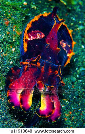 , deep, lives, ocean, cuttlefish, underwater lives, underwater View Large Photo Image Stock Photo - , deep, lives, ocean, cuttlefish, underwater lives, underwater. Fotosearch