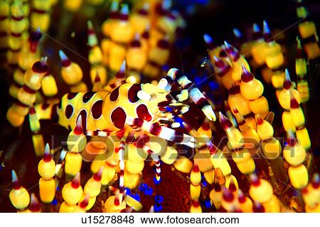 Stock Photo - deep, ocean, coral, lives, underwater, Coleman Shrimp, biology. Fotosearch