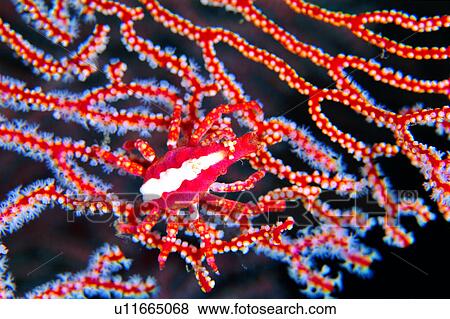 Stock Photo - deep, red, underwater lives, lives, underwater, animal, creature. Fotosearch
