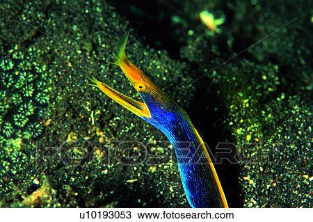 , deep, sea, ocean, Ribbon Ell, underwater, creature View Large Photo Image Stock Image - , deep, sea, ocean, Ribbon Ell, underwater, creature. Fotosearch
