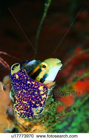 , deep, underwater lives, ocean, biology, lives, fish View Large Photo Image Stock Image - , deep, underwater lives, ocean, biology, lives, fish. Fotosearch