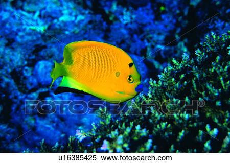 , deep, underwater lives, water, biology, fish, sea View Large Photo Image Stock Photography - , deep, underwater lives, water, biology, fish, sea. Fotosearch