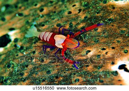 deep, water, underwater lives, biology, ocean, lives, underwater View Large Photo Image Stock Image - deep, water, underwater lives, biology, ocean, lives, underwater. Fotosearch