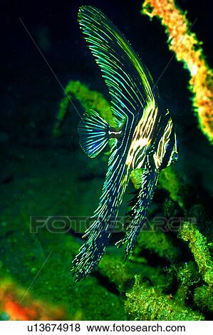 Stock Photo - fin, lives, ocean, creature, underwater lives, water, sea. Fotosearch