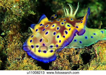 Stock Image - fish, animal, ocean, biology, underwater lives, yellow, creature. Fotosearch