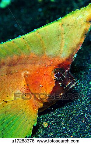 Stock Photograph - , fish, animal, sea, underwater, underwater lives, creature. Fotosearch