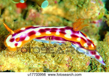 Stock Photograph - , fish, deep, rocks, Nudibranch, pattern, animal. Fotosearch