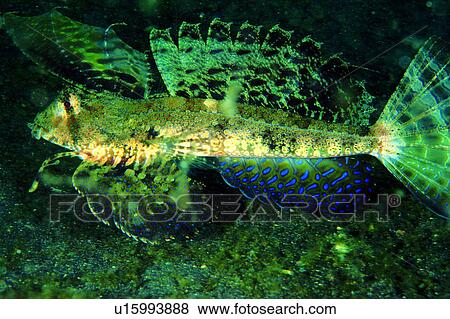 Stock Photo - , fish, dragonet, Fingered Dragonet, creature, underwater, water. Fotosearch