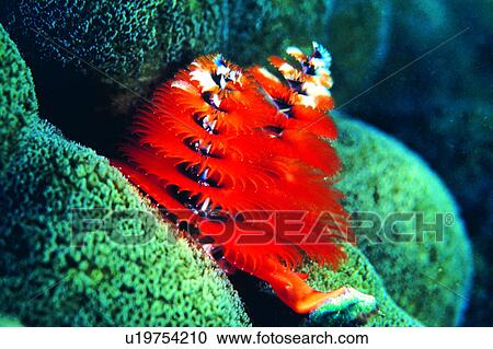 Stock Image - fish, lives, biology, underwater, water, ocean, underwater lives. Fotosearch