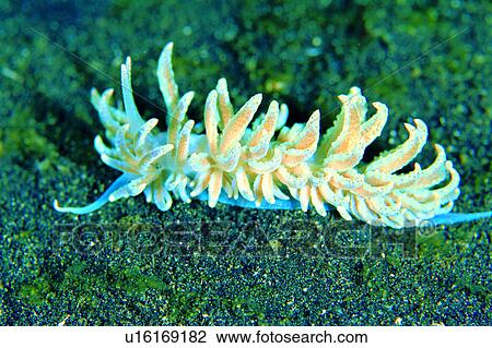 , fish, sea, biology, ocean, creature, flabellina View Large Photo Image Stock Image - , fish, sea, biology, ocean, creature, flabellina. Fotosearch