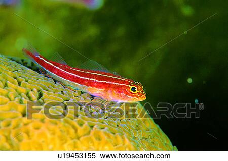 , fish, underwater, deep, creature, goby, animal View Large Photo Image Stock Photography - , fish, underwater, deep, creature, goby, animal. Fotosearch