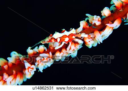 fish, underwater lives, biology, water, crab, lives, animal View Large Photo Image Stock Image - fish, underwater lives, biology, water, crab, lives, animal. Fotosearch