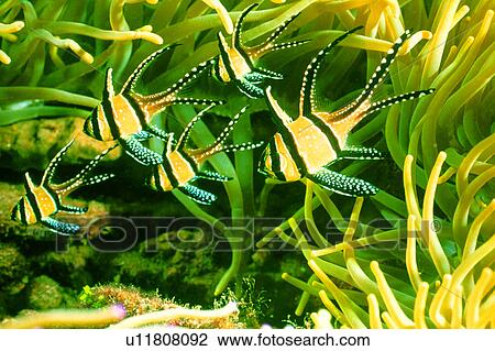 Stock Image - , fish, water, deep, underwater lives, creature, animal. Fotosearch