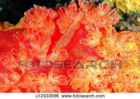 fish, water, underwater, biology, creature, shrimp, red View Large Photo Image Stock Photograph - fish, water, underwater, biology, creature, shrimp, red. Fotosearch