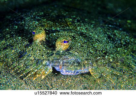 , Flounder, underwater, fish, biology, hiding, water View Large Photo Image Stock Image - , Flounder, underwater, fish, biology, hiding, water. Fotosearch