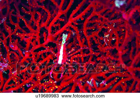 , lives, animal, creature, water, underwater, biology View Large Photo Image Stock Image - , lives, animal, creature, water, underwater, biology. Fotosearch