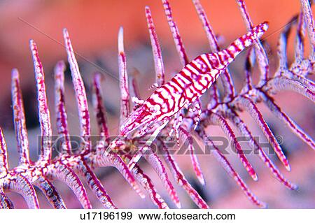 Stock Photo - lives, animal, fish, Crinoid Shrimp, water, shrimp, sea. Fotosearch