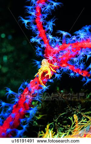 Stock Image - , lives, deep, ocean, underwater, sea, biology. Fotosearch