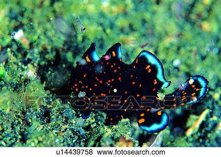 , lives, deep, sea, ocean, animal, underwater View Large Photo Image Stock Photo - , lives, deep, sea, ocean, animal, underwater. Fotosearch