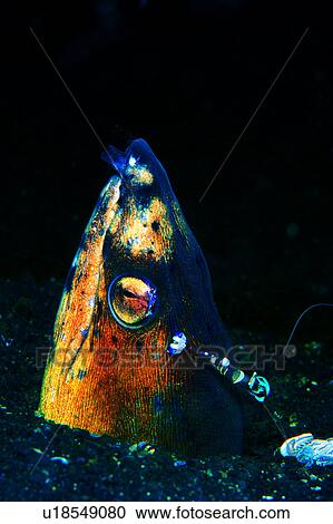 Stock Image - lives, ell, animal, underwater lives, fish, ocean, underwater. Fotosearch
