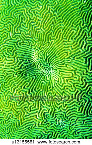 , lives, sea, animal, coral, fish, creature View Large Photo Image Stock Image - , lives, sea, animal, coral, fish, creature. Fotosearch