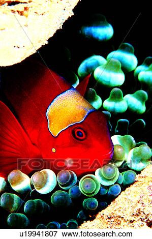Stock Photo - lives, sea, underwater lives, creature, ocean, clownfish, water. Fotosearch