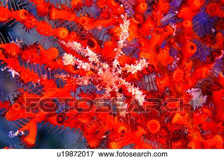 , lives, underwater lives, creature, sea, water, red View Large Photo Image Stock Photo - , lives, underwater lives, creature, sea, water, red. Fotosearch