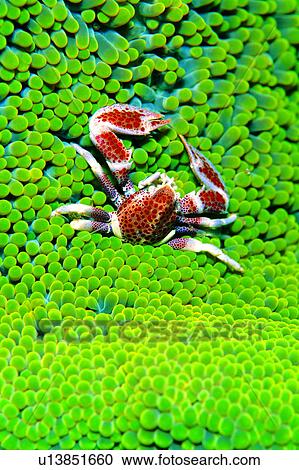 Stock Image - lives, water, underwater lives, sea, underwater, ocean, coral. Fotosearch