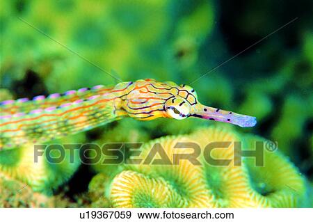 , ocean, animal, deep, biology, Pipefish, underwater lives View Large Photo Image Stock Photo - , ocean, animal, deep, biology, Pipefish, underwater lives. Fotosearch