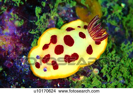 ocean, biology, Nudibranch, fish, sea, creature, underwater lives View Large Photo Image Picture - ocean, biology, Nudibranch, fish, sea, creature, underwater lives. Fotosearch