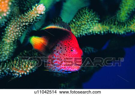 Picture - , ocean, fish, sea, coral, creature, underwater. Fotosearch