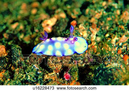 Stock Image - , ocean, fish, water, animal, underwater lives, Nudibranch. Fotosearch