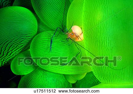 Stock Image - , ocean, sea, deep, coral, underwater, biology. Fotosearch