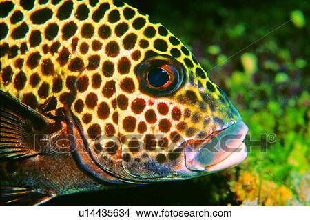 , ocean, water, sea, underwater, lives, fish View Large Photo Image Picture - , ocean, water, sea, underwater, lives, fish. Fotosearch