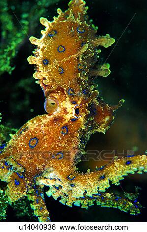 Stock Photograph - octopus, animal, spots, deep, sea, creature, underwater. Fotosearch