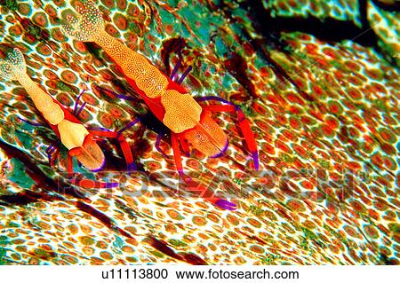 Stock Image - sea, underwater, shrimp, creature, water, deep, Imperator Commensal Shrimp. Fotosearch