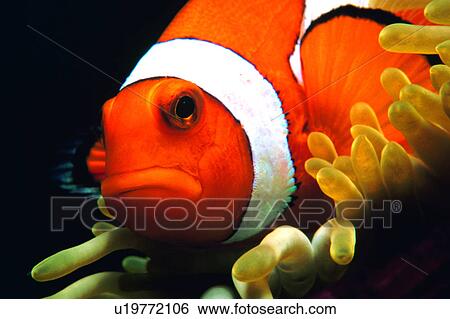 Stock Photograph - sea, water, orange, biology, Clown Anemonefish, creature, fish. Fotosearch