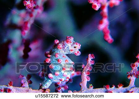 Stock Image - , seahorse, ocean, coral, Pygmy Seahorse, lives, water. Fotosearch