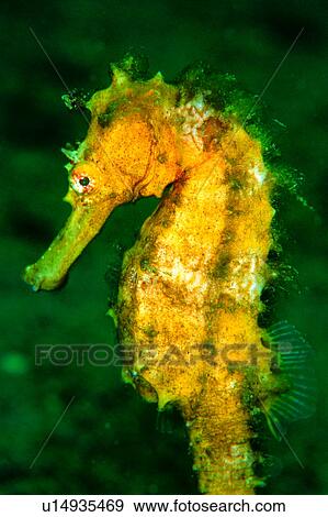 Stock Photo - seahorse, yellow, water, lives, deep, biology, fish. Fotosearch
