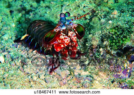 , shrimp, underwater lives, ocean, animal, lives, sea View Large Photo Image Stock Image - , shrimp, underwater lives, ocean, animal, lives, sea. Fotosearch