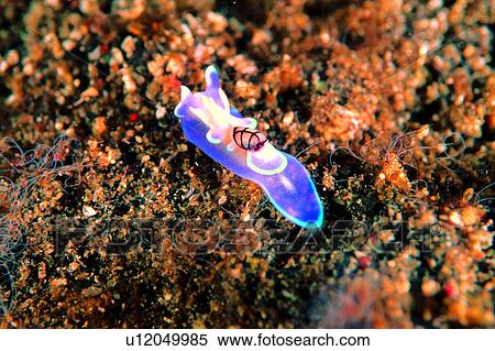 transparent, biology, lives, underwater, underwater lives, deep, fish View Large Photo Image Stock Photography - transparent, biology, lives, underwater, underwater lives, deep, fish. Fotosearch