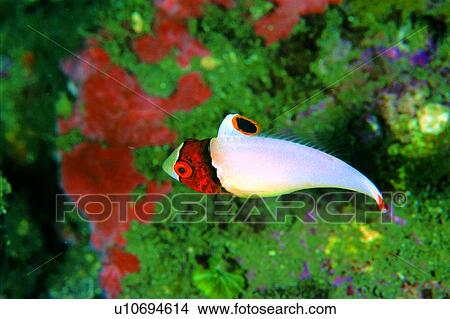 Picture - underwater, biology, water, deep, Bicolor Parrotfish, creature, ocean. Fotosearch