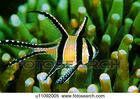 underwater lives, Cardinalfish, coral, sea, ocean, lives, deep View Large Photo Image Stock Photography - underwater lives, Cardinalfish, coral, sea, ocean, lives, deep. Fotosearch
