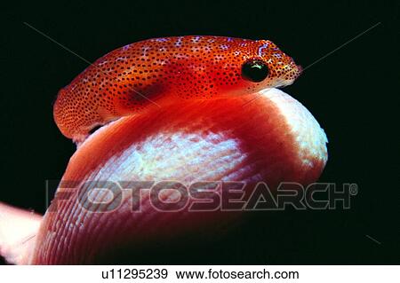 , underwater lives, creature, biology, deep, animal, underwater View Large Photo Image Stock Photo - , underwater lives, creature, biology, deep, animal, underwater. Fotosearch