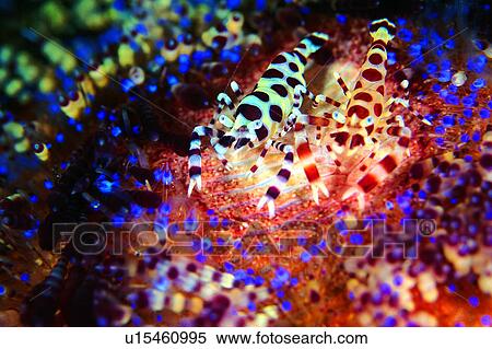 , underwater lives, creature, Coleman Shrimps, deep, ocean, water View Large Photo Image Stock Photography - , underwater lives, creature, Coleman Shrimps, deep, ocean, water. Fotosearch