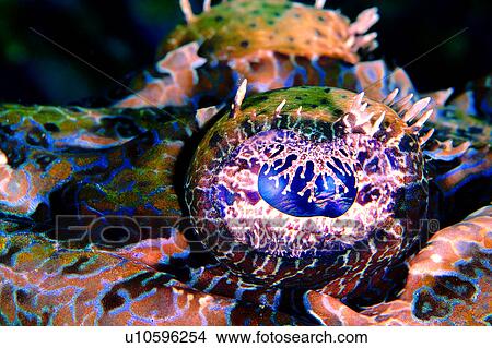 underwater lives, deep, Eye of Crocodilefish, sea, underwater, fish, biology View Large Photo Image Picture - underwater lives, deep, Eye of Crocodilefish, sea, underwater, fish, biology. Fotosearch