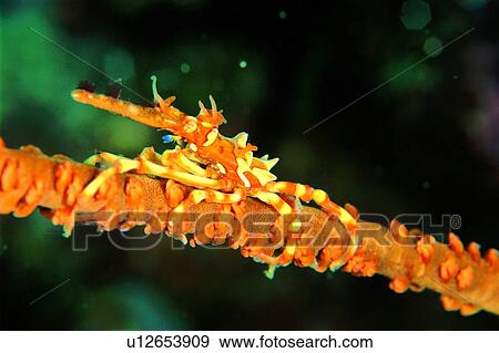 underwater lives, fish, sea, lives, creature, underwater, animal View Large Photo Image Stock Photo - underwater lives, fish, sea, lives, creature, underwater, animal. Fotosearch