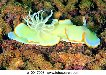 underwater lives, fish, sea, underwater, ocean, water, deep View Large Photo Image Stock Photo - underwater lives, fish, sea, underwater, ocean, water, deep. Fotosearch